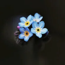 Photo art by Manuela Deigert: delicate forget-me-not in soft colors