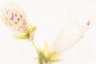 Photo art by Marc Heiligenstein: digitalis blossoms frozen in clear ice.