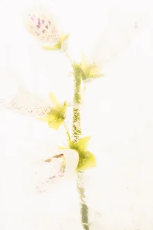 Inflorescence of digitalis in ice, soft colors and clear details, calm mood.