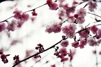 Fotokunst von Manuela Deigert: zarte Frühlingszweige mit hellen Blüten