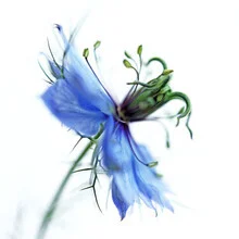 Photo art by Manuela Deigert: delicate petals of Nigella damascena in close-up