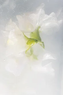 Photo art by Marc Heiligenstein: white vetches in clear ice, soft colors and delicate details