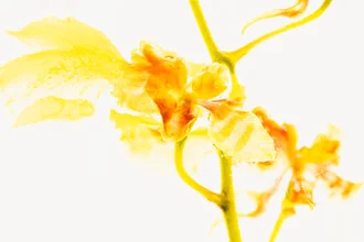 Close-up of an Oncidium in ice, delicate petals radiate soft colors.