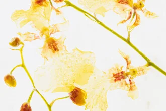 Photo art by Marc Heiligenstein: yellow-red oncidium orchid frozen in ice