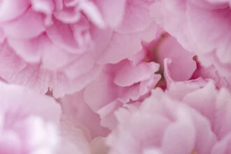Photo art by Nadja Jacke: close-up of a sea of cherry blossoms in spring.