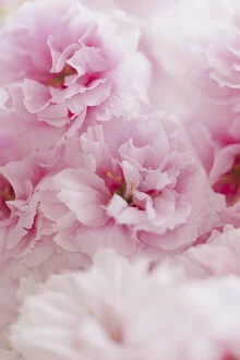 Fotokunst von Nadja Jacke: zarte Kirschblüten in voller Blüte vor blassem Himmel