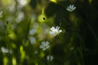 Fotokunst von Nadja Jacke: Waldsternmiere im sanften Gegenlicht