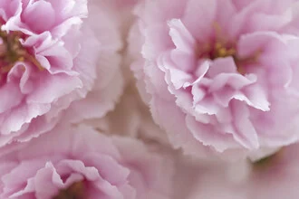 Photo art by Nadja Jacke: cherry blossoms in full bloom, soft pink hues.