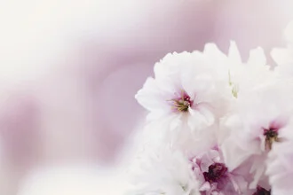 Fotokunst von Nadja Jacke: zarte Kirschblüten mit sanftem Hintergrund