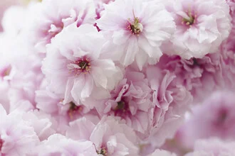 Close-up of pink cherry blossoms with delicate details and soft light.