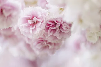 Delicate cluster of cherry blossoms in soft pink tones