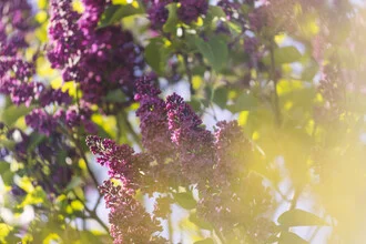 Photo art by Nadja Jacke: lilac blossoms in sunlight, gentle play of light