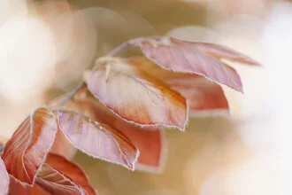 Photo art by Nadja Jacke: delicate beech leaves in soft backlight.