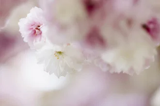 Nahaufnahme einer weißen Kirschblüte vor pastellfarbenem Hintergrund.