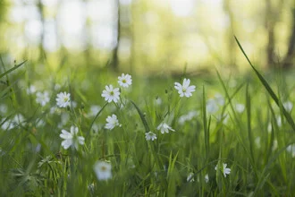 Photo art: Forest floor with chickweed and white blossoms in spring sunlight