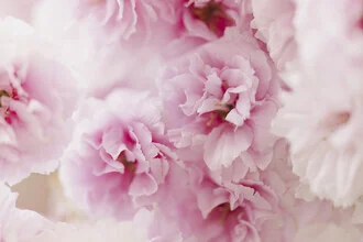 Photo art by Nadja Jacke: cherry blossoms in soft blur with delicate pink tones