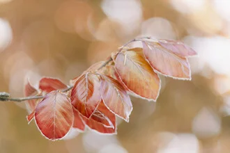 Photo art by Nadja Jacke: young copper beech leaves in soft spring light