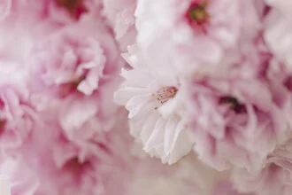 Close-up of cherry blossoms showing delicate petal texture in a spring mood.