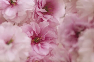 Close-up of double cherry blossoms with delicate overlapping petals