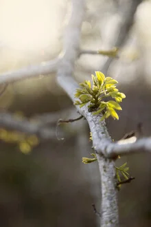 Young ash shoot in evening light with delicate green leaves on a tree branch