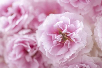 Photo art by Nadja Jacke: delicate cherry blossoms in soft hues