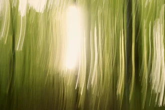 Photo art by Nadja Jacke: sunrays filtering through trees in the forest