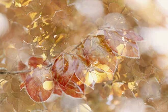 Photo art featuring gentle double exposure of copper beech foliage in spring light.