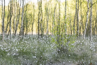 Young birch in cottongrass, gentle colors and calm spring atmosphere