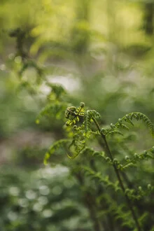 Photo art by Nadja Jacke: unfolding fern in spring forest