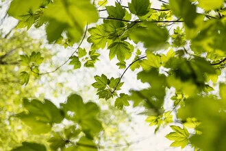 Photo art by Nadja Jacke: maple leaves in gentle spring light