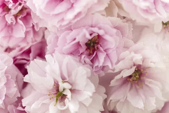 Close-up of pink blossoms gently swaying in the wind.