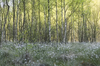 Photo art by Nadja Jacke: birch forest with blooming cottongrass in spring