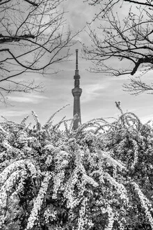 Photo art by Melanie Viola: Tokyo Skytree in spring framed by nature in an urban setting
