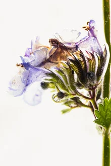 Fotokunst von Marc Heiligenstein: Blüten der Katzenminze in Eis eingefroren