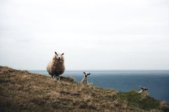 Photo art by Johannes Hulsch: sheep by the Baltic Sea in soft colors