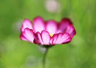 Fotokunst von Manuela Deigert: filigrane Kosmee-Blüte in sanften Farben.