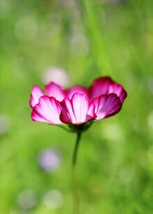 Zartes Fotokunstwerk mit pinken Blütenblättern und sanftem Bokeh-Hintergrund.