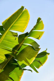 Tropical scene with lush plants in vibrant greens and gentle lighting.