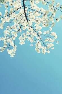 Photo art by Manuela Deigert: delicate cherry blossom branch against a blue sky