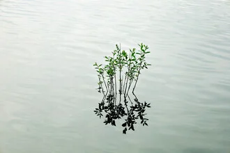 Photo art by Manuela Deigert: calm water plant with gentle reflections