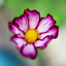 Photo art by Manuela Deigert: delicate flowers with soft colors and a blurred background
