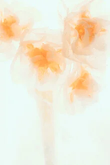 Four Narcissus blossoms frozen in ice, showcasing delicate details and a calm, cool atmosphere.