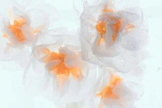 Blossoms of Narcissus tazetta in ice, delicate details and soft colors in macro view
