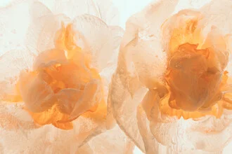 Narcissus tazetta blossom encased in ice, showcasing soft colors and delicate details