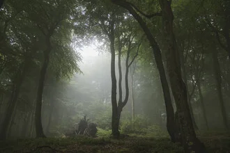 Waldlandschaft mit rustikalem Baumstumpf im Nebel des Quellental-Tals