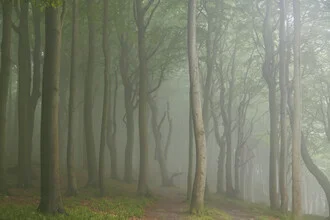 Misty forest path surrounded by lush trees, evoking calmness and serenity.