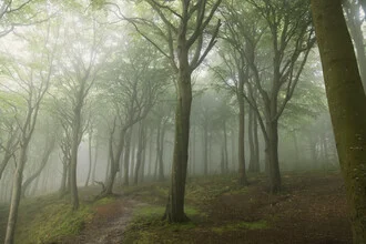 Narrow forest path in the morning mist of a summer forest