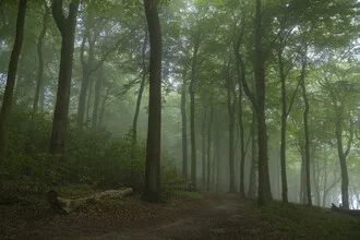 Umgestürzter Baumstamm im Nebelwald, der Ruhe und Stille ausstrahlt.