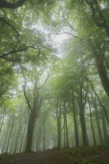 Fotokunst von Nadja Jacke: Mistige Baumkronen an einem Sommermorgen