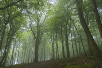 Waldaufnahme mit Bäumen im sommerlichen Nebel, ruhige und mystische Stimmung.